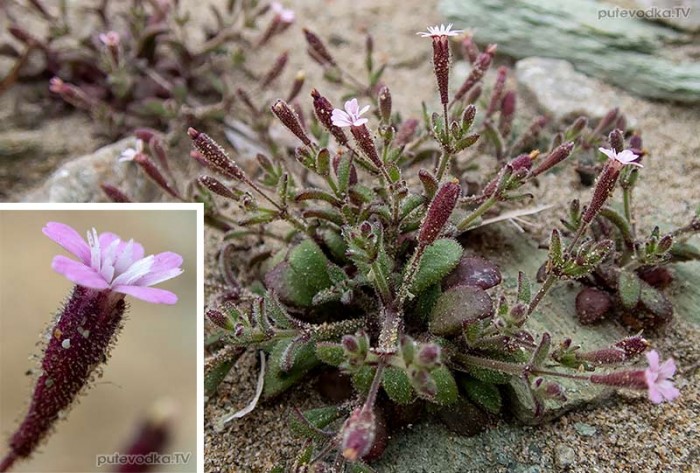 Silene pentelica