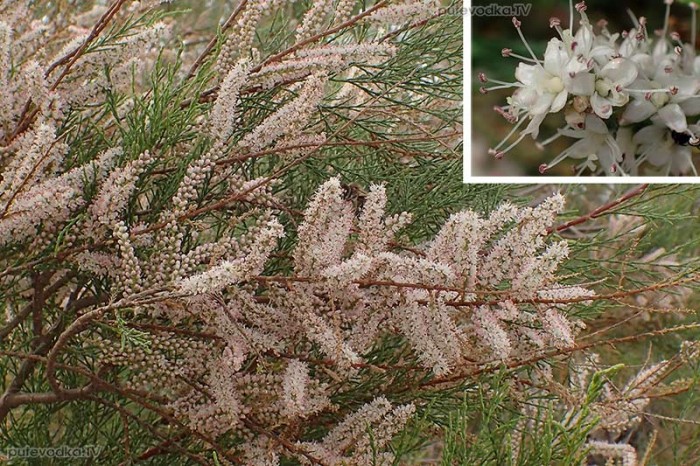 Tamarix smyrnensis