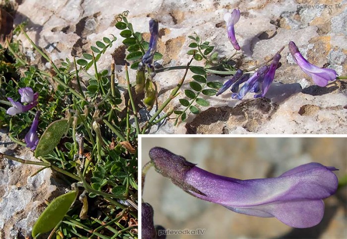 Vicia cretica ssp. aegaea
