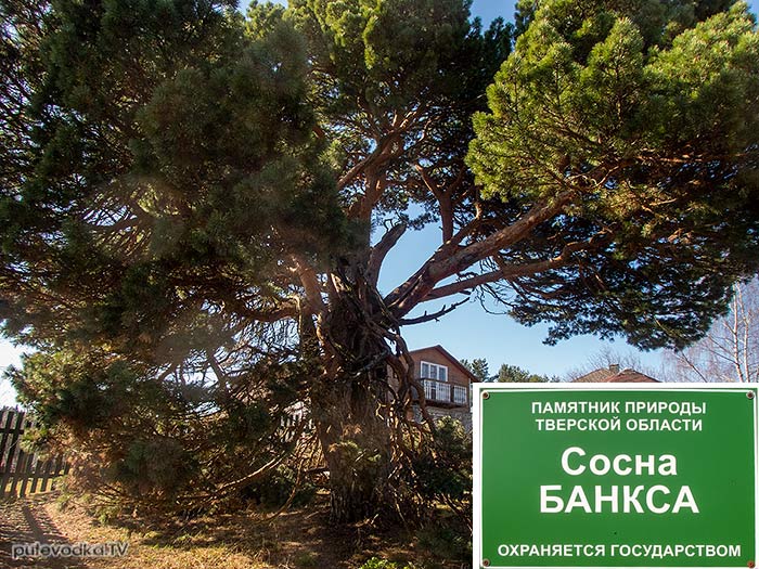 ����� ������ (Pinus banksiana) | putevodka.tv