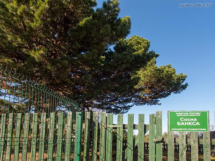 ����� ������ (Pinus banksiana), �������, �������� ������� | putevodka.tv