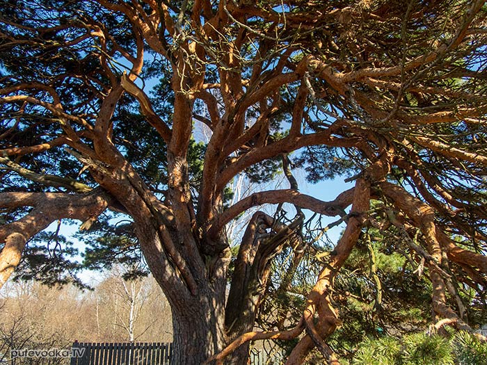 ����� ������ (Pinus banksiana), �������, �������� ������� | putevodka.tv