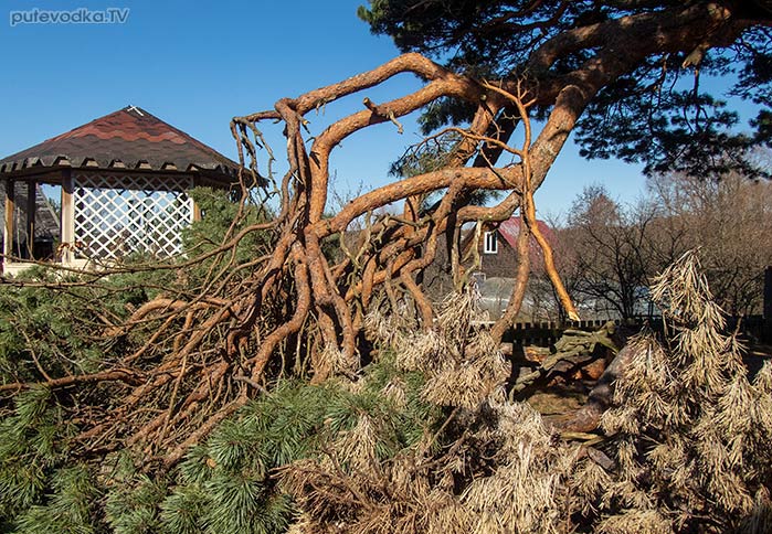 ����� ������ (Pinus banksiana), �������, �������� ������� | putevodka.tv