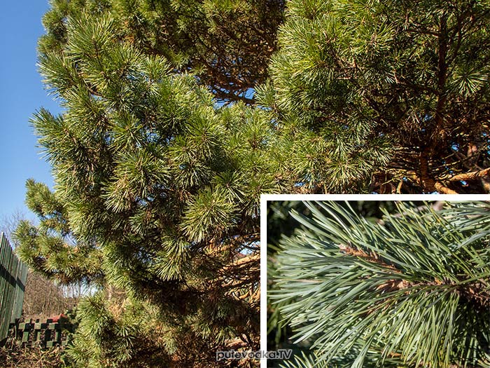 ����� ������ (Pinus banksiana), �������, �������� �������. ����� ����� � ���� �� �������� ������ | putevodka.tv