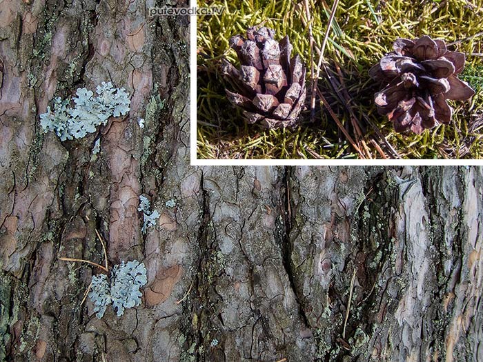 ����� ������ (Pinus banksiana), �������, �������� �������. ���� � ��������� ������� ����� | putevodka.tv