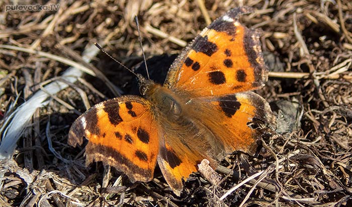 ������� ���������� (Aglais urticae, =Nymphalis urticae) | putevodka.tv