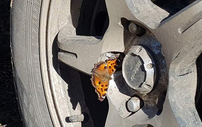 ������� ���������� (Aglais urticae, =Nymphalis urticae) | putevodka.tv
