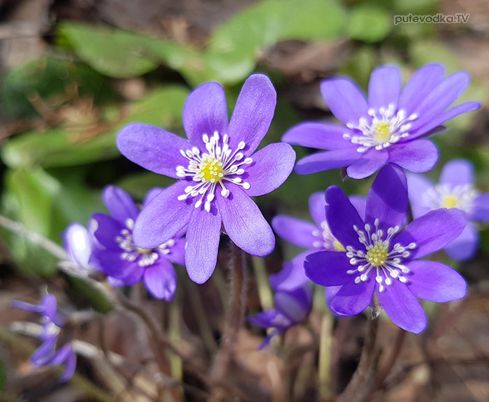 Тверская обл. Апрель. Первоцвет. Печёночница благородная (Hepatica nobilis) | putevodka.tv Тверская обл. Апрель. Первоцвет. Печёночница благородная (Hepatica nobilis) | putevodka.tv