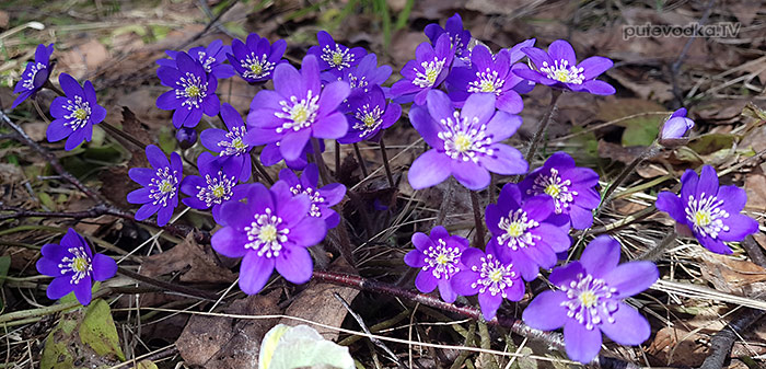Тверская обл. Апрель. Первоцвет. Печёночница благородная (Hepatica nobilis) | putevodka.tv Тверская обл. Апрель. Первоцвет. Печёночница благородная (Hepatica nobilis) | putevodka.tv