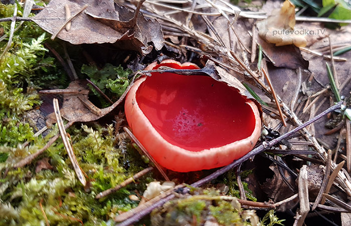 Тверская обл. Апрель. Саркосцифа алая (Sarcoscypha coccinea) | putevodka.tv Тверская обл. Апрель. Саркосцифа алая (Sarcoscypha coccinea) | putevodka.tv