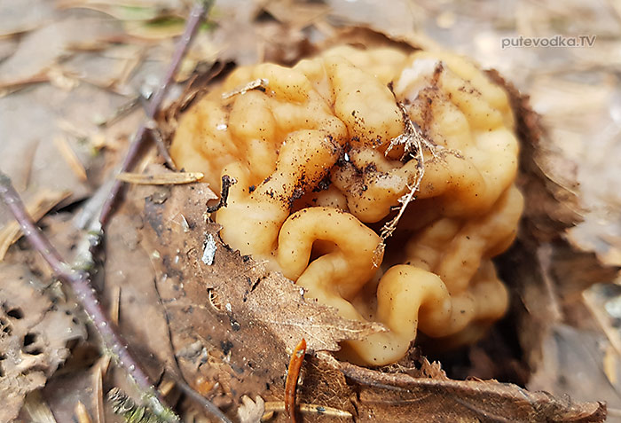 Строчок гигантский (Gyromitra gigas) | putevodka.tv Строчок гигантский (Gyromitra gigas) | putevodka.tv
