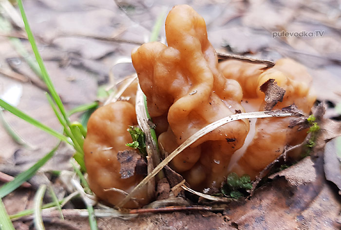 Строчок гигантский (Gyromitra gigas) | putevodka.tv Строчок гигантский (Gyromitra gigas) | putevodka.tv