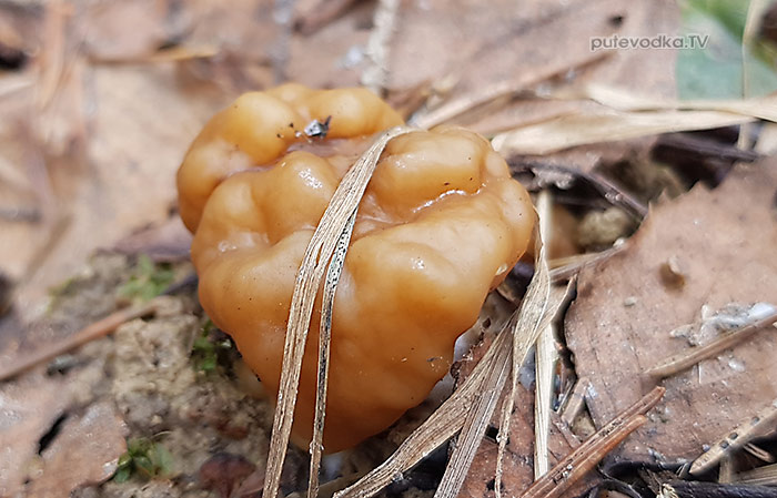 Строчок гигантский (Gyromitra gigas) | putevodka.tv Строчок гигантский (Gyromitra gigas) | putevodka.tv