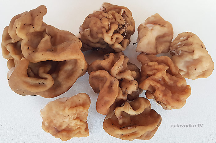 Строчок гигантский (Gyromitra gigas) | putevodka.tv Строчок гигантский (Gyromitra gigas) | putevodka.tv